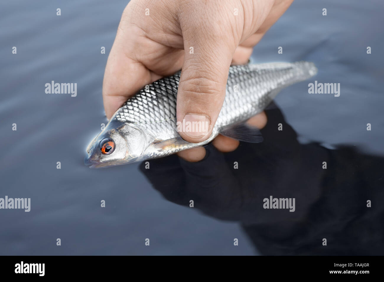 The small roach (Rutilus rutilus) is in a fresh water. The scaly fish is in the fisher's hand. Stock Photo
