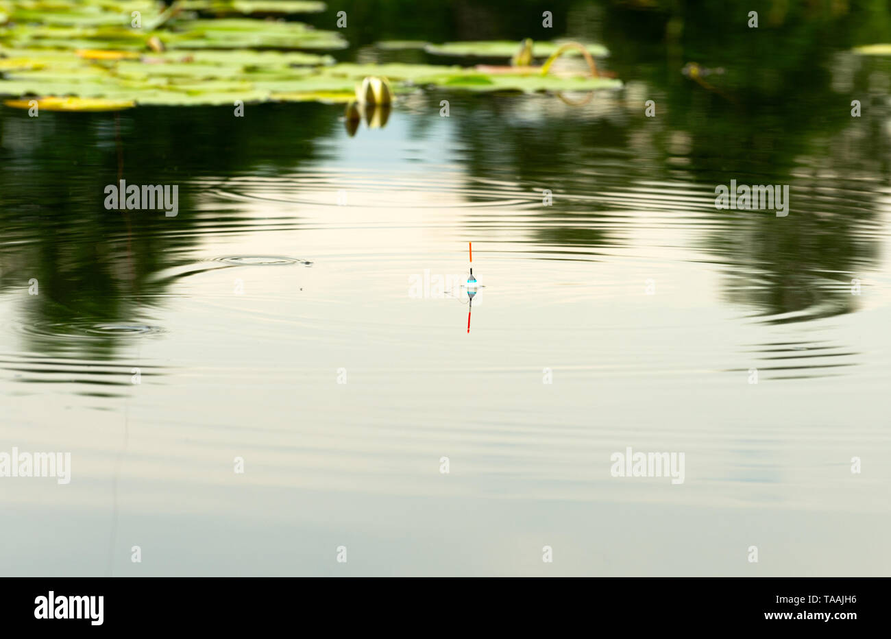 The fishing bobber is in a pond among the water lily (Nymphaea). Stock Photo