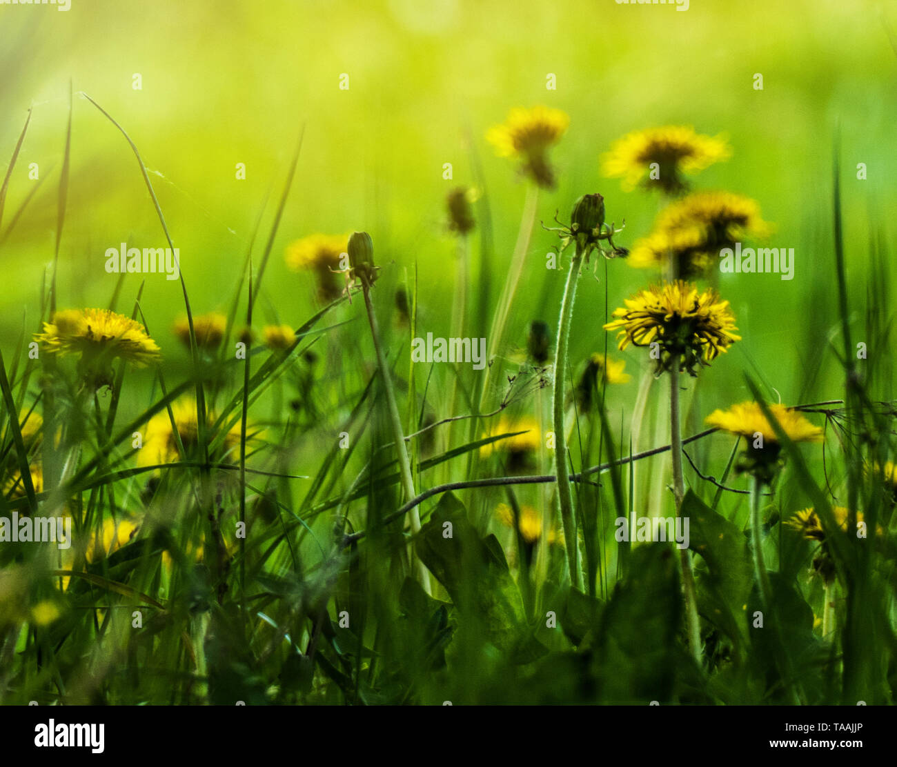Dandelions bloomed on the glade Stock Photo