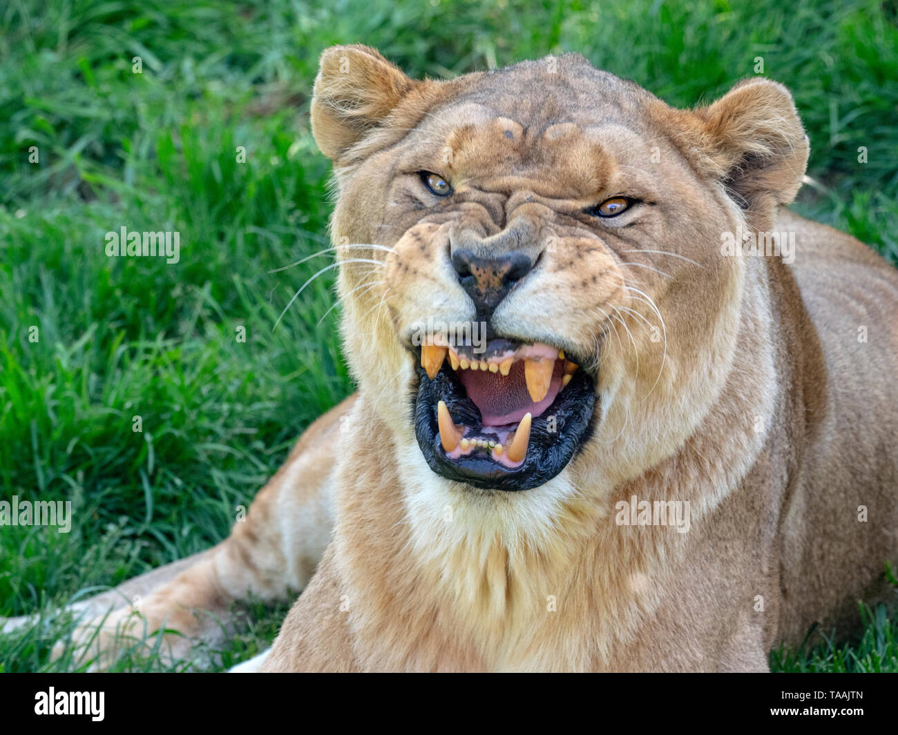 Adult male Lion Panthera leo in Masai Mara National park Kenya Stock Photo