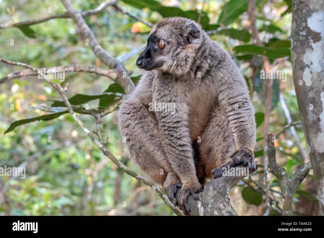 The common brown lemur (Eulemur fulvus) is a species of lemur in the family Lemuridae. It is found in Madagascar and Mayotte Stock Photo