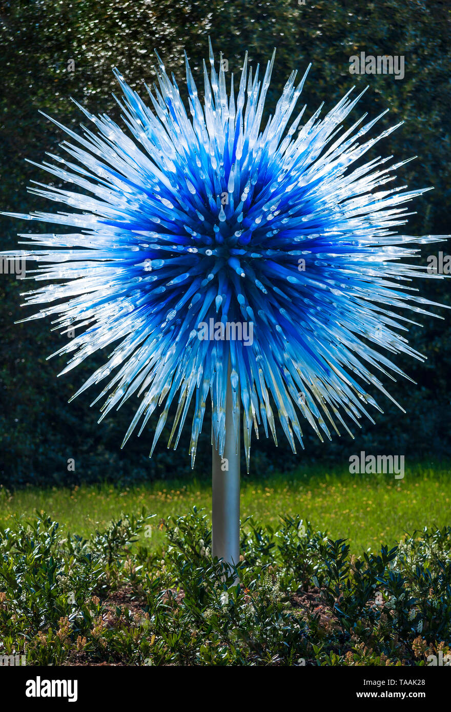 Dale Chihuly glass sculpture called 'Sapphire Star' at Kew Gardens. Stock Photo