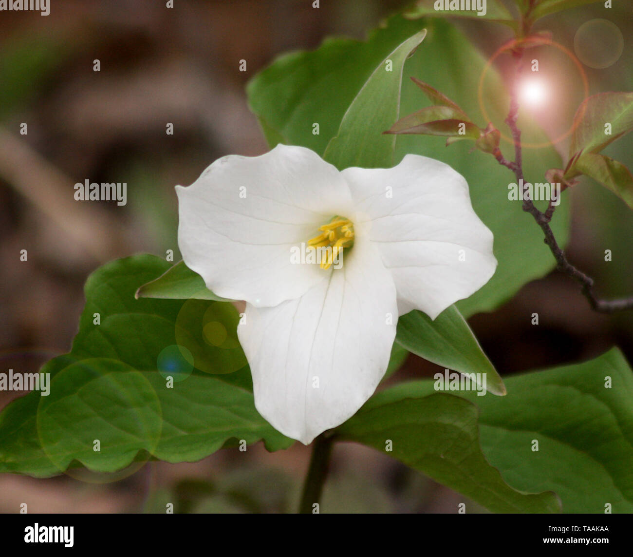 Beautiful white Trillium flower in early morning.  Ontario's Provincial Flower Stock Photo