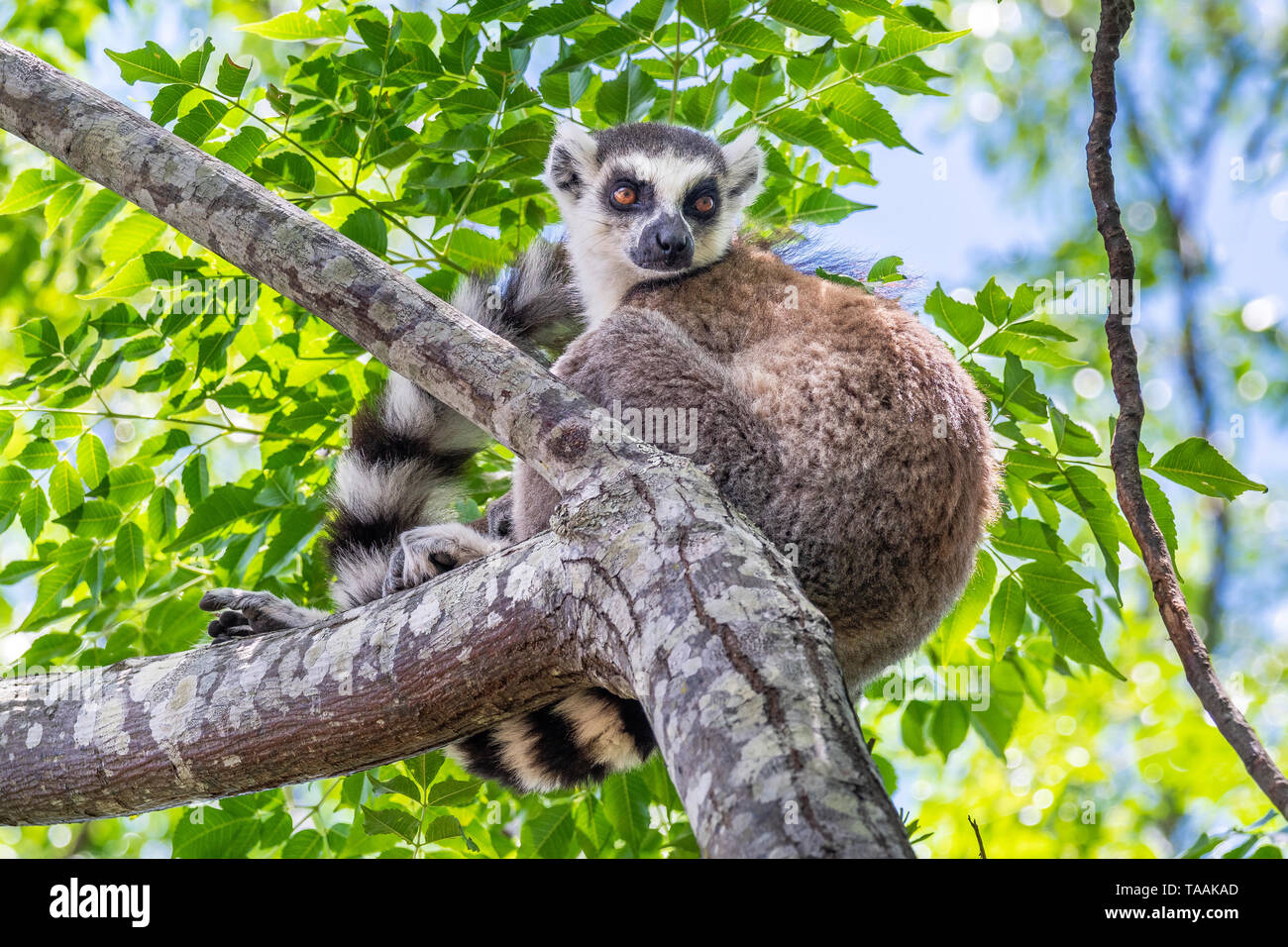 The ring-tailed lemur (Lemur catta) is a large strepsirrhine primate and the most recognized lemur due to its long, black and white ringed tail Stock Photo