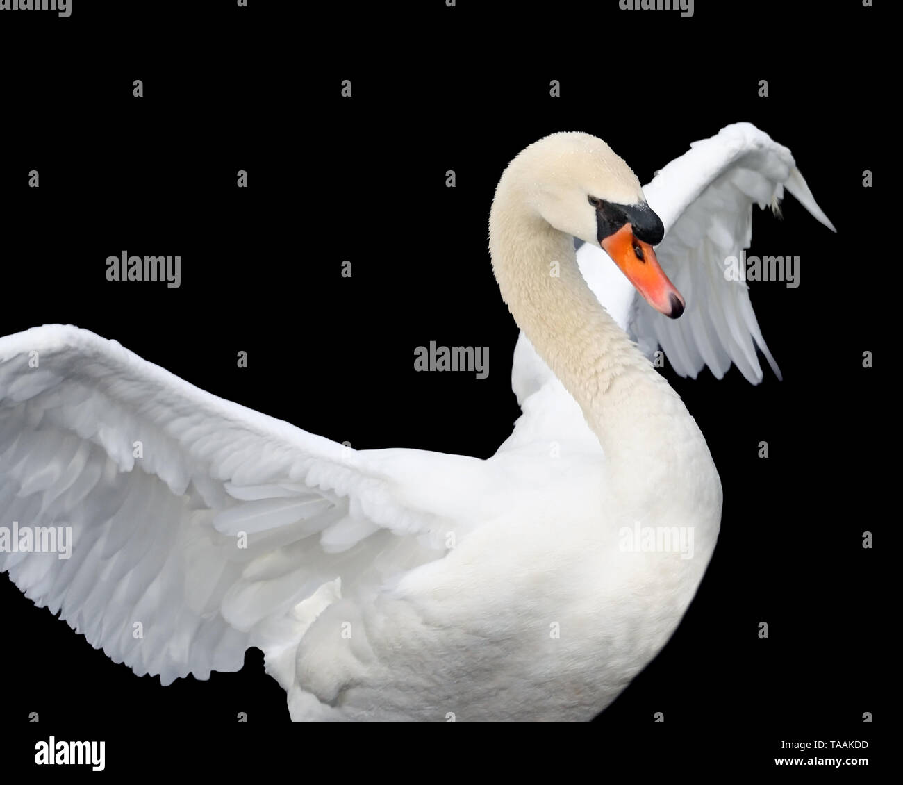 Beautiful majestic Mute Swan spreading her wings of white Stock Photo