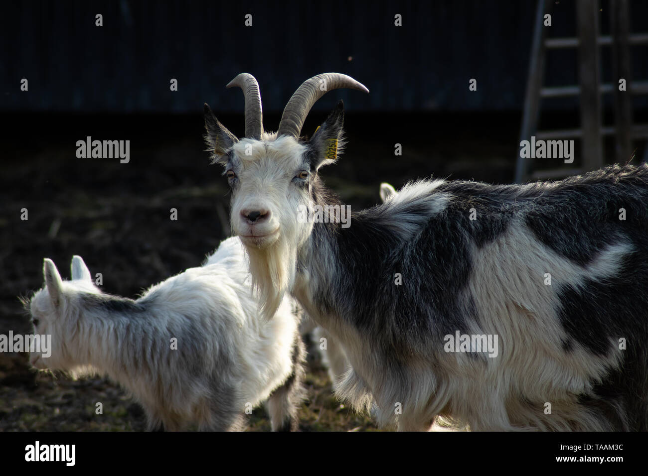 Goat mom and kid Stock Photo - Alamy