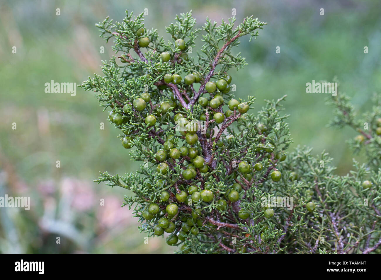10 Seeds Phoenician Juniper Juniperus phoenicea 