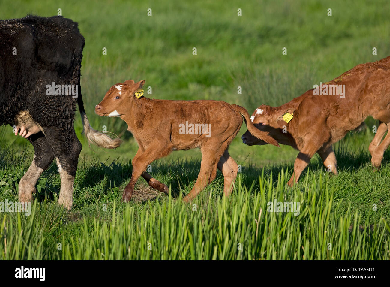 Calf Cow (Bos taurus Stock Photo Alamy