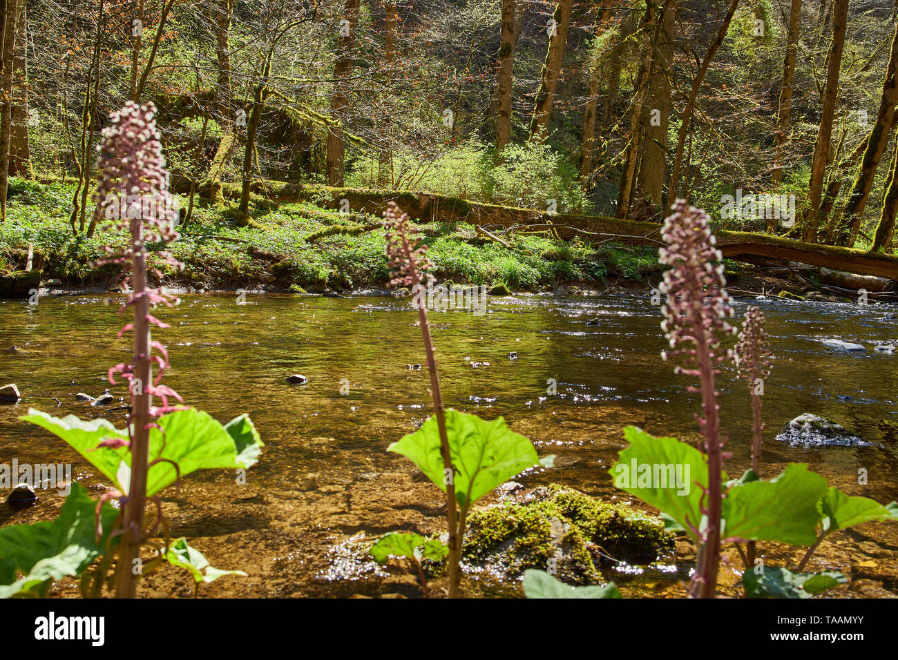 hiking in the river gauchach canyon in the black forest in germany Stock Photo