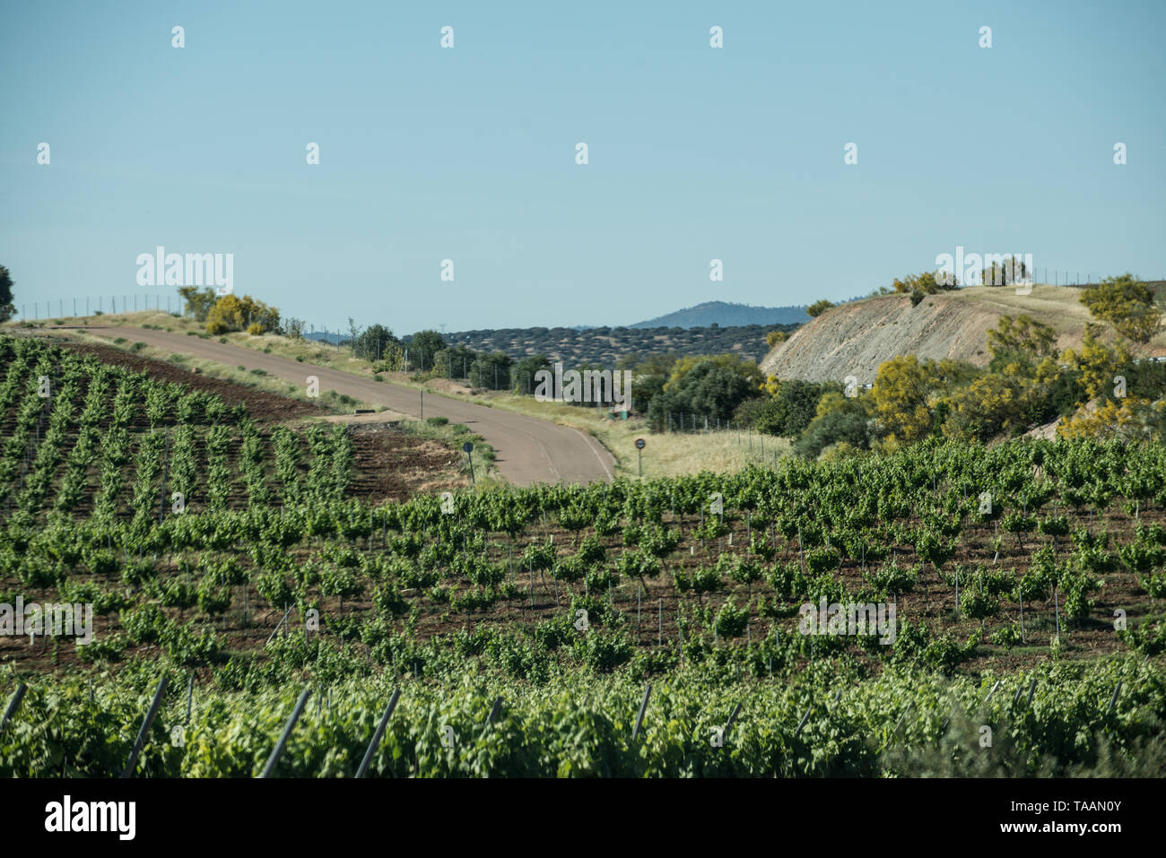 Wineyards, Extremadura, Spain, May 2019 Stock Photo