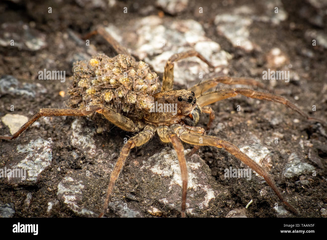 Female wolf spider carrying baby spiderlings on her back Stock Photo