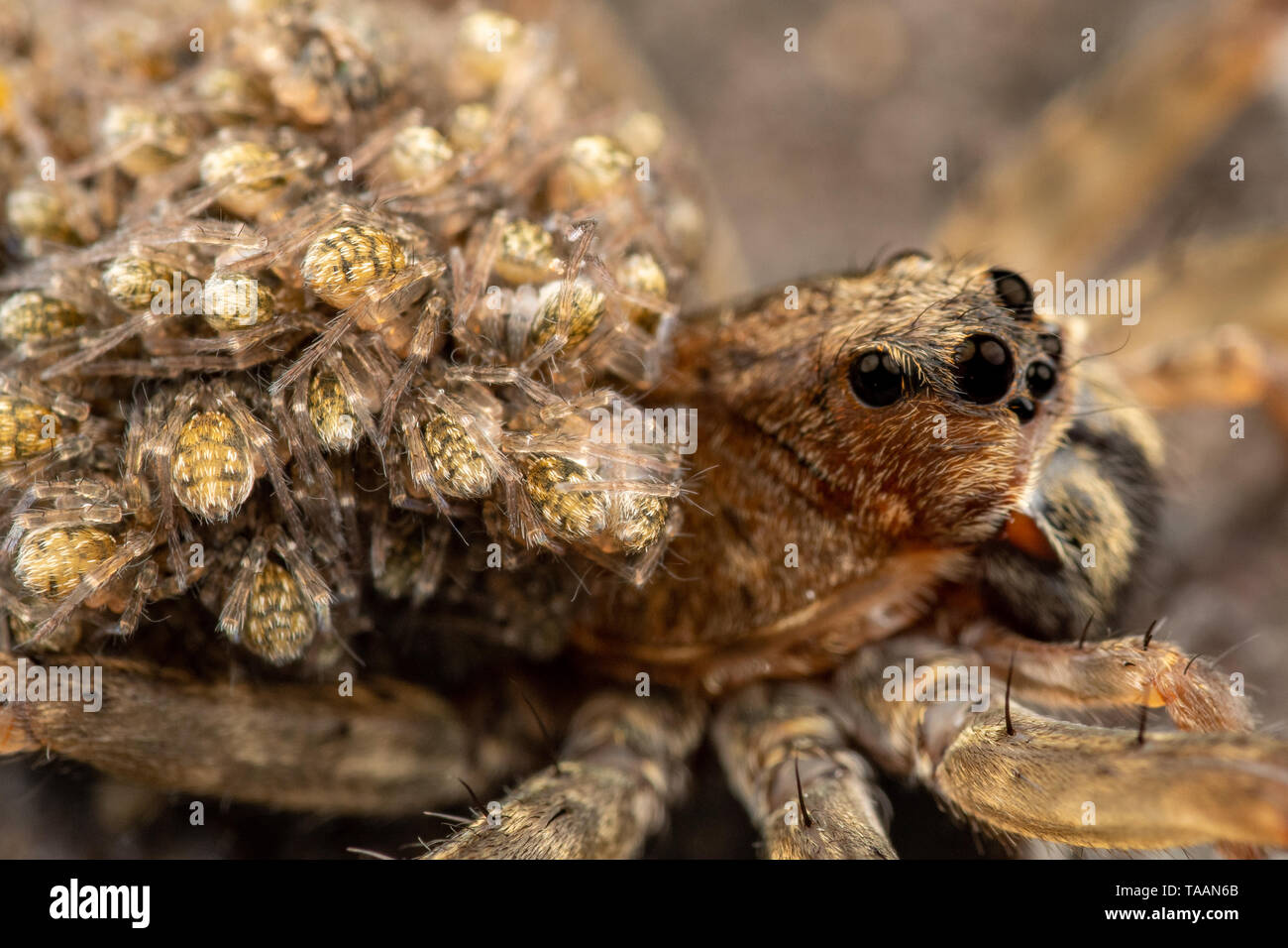 Close up of female wolf spider carrying baby spiderlings on her back Stock Photo