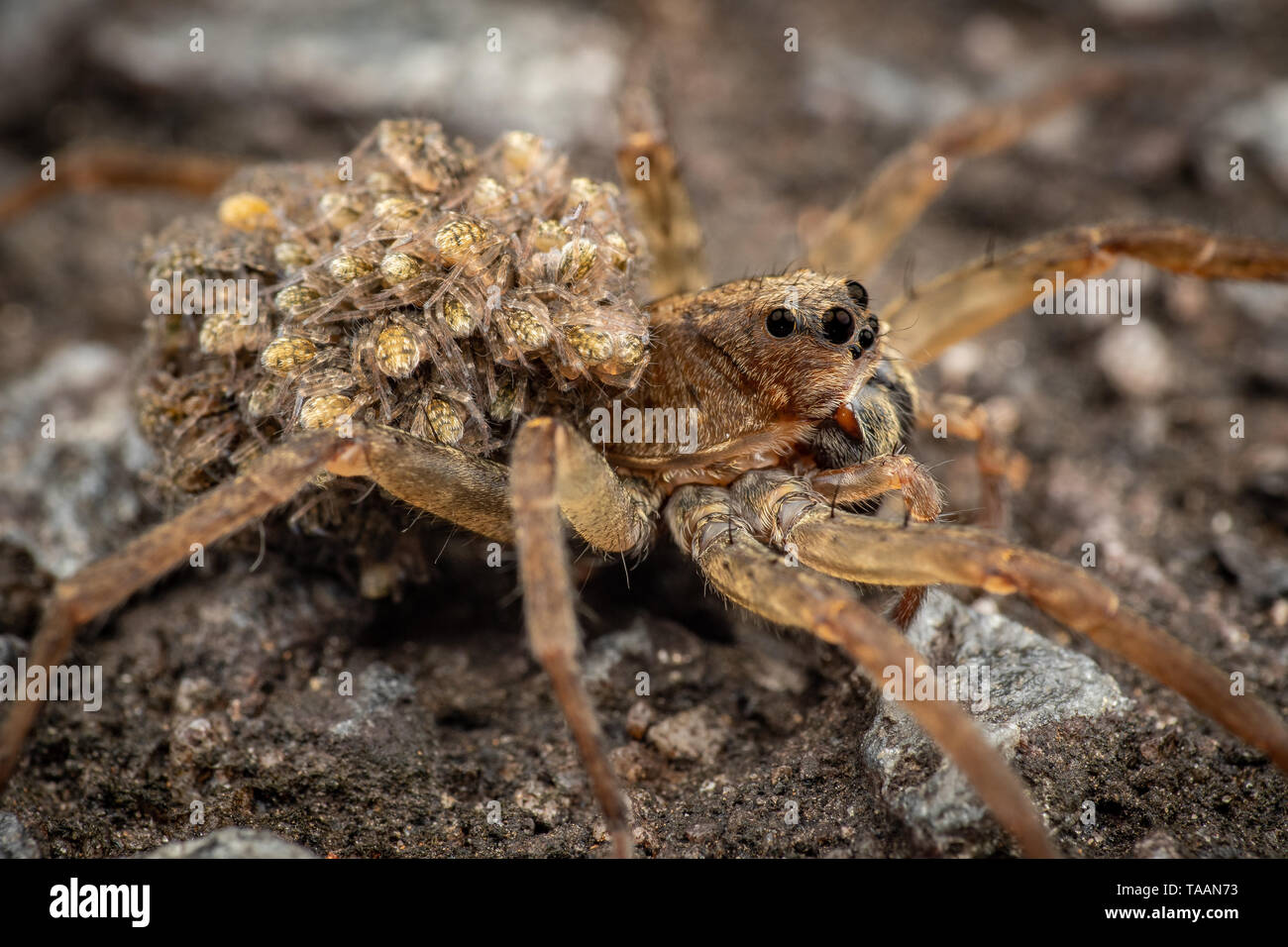 Female wolf spider carrying baby spiderlings on her back Stock Photo