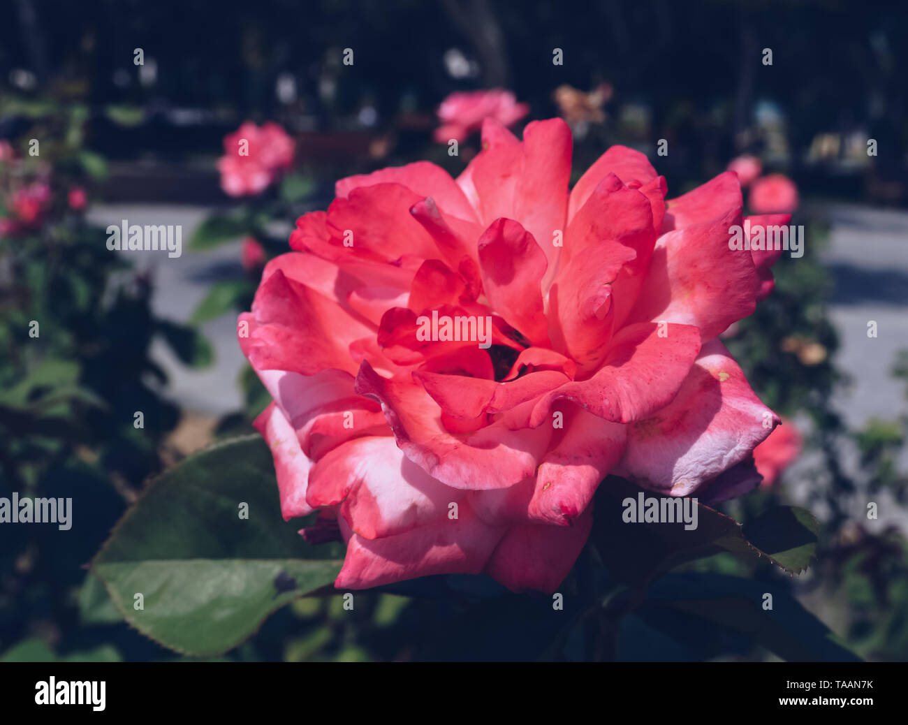 Delicate white rose blooming hi-res stock photography and images - Alamy