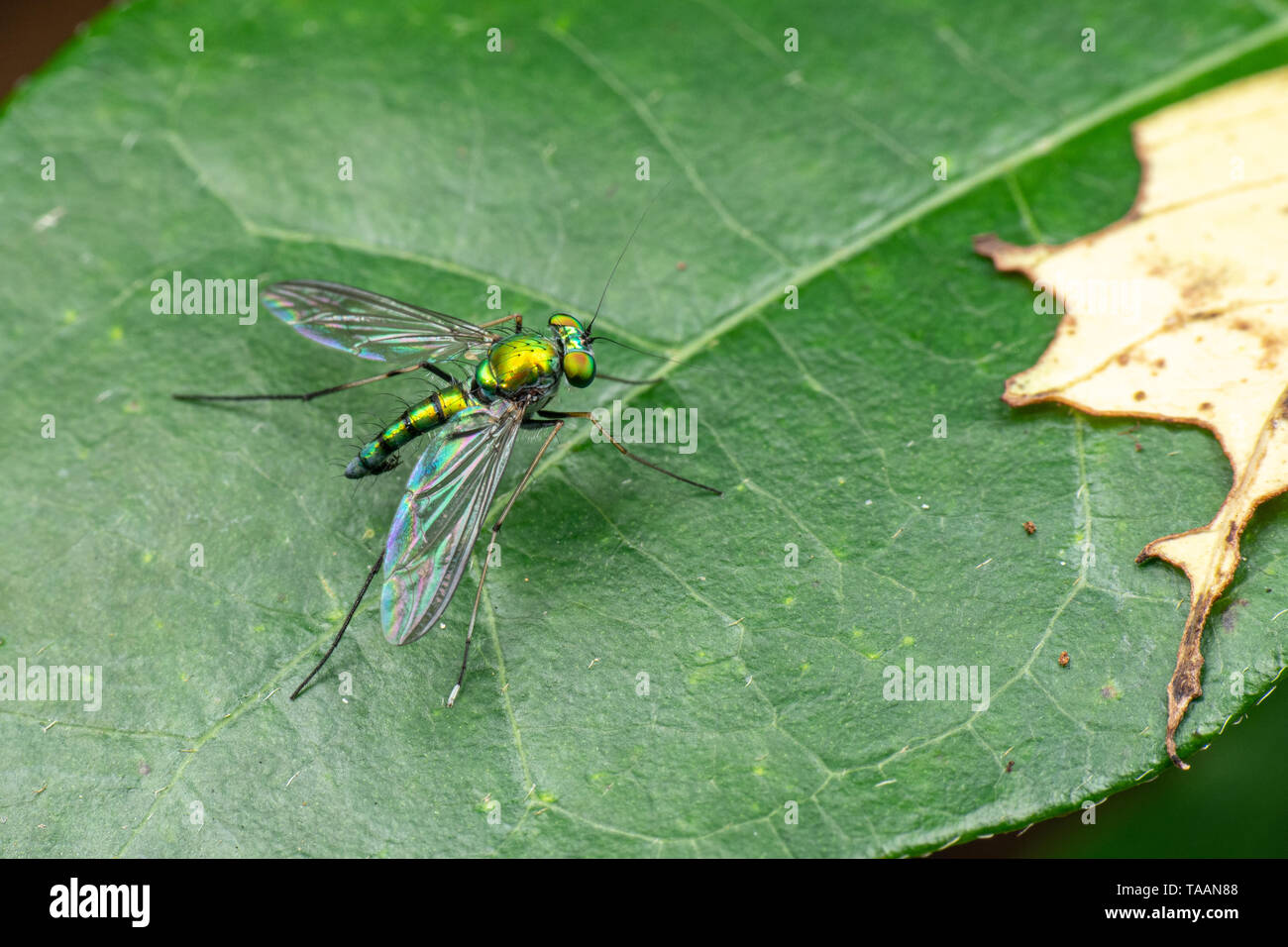 A bright green long-legged fly from the family Dolichopodidae Stock Photo