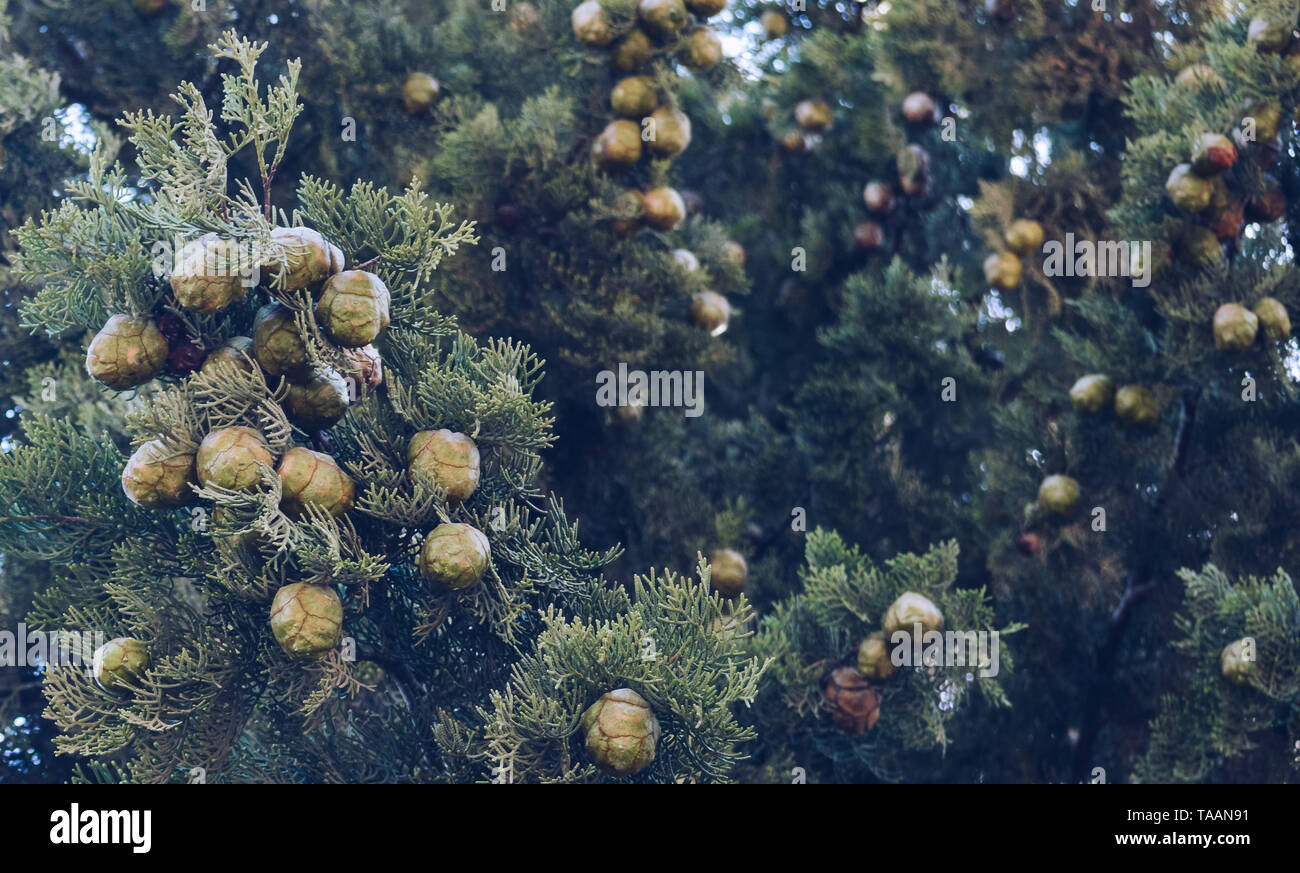 close up view of cypress fruits and branches Stock Photo