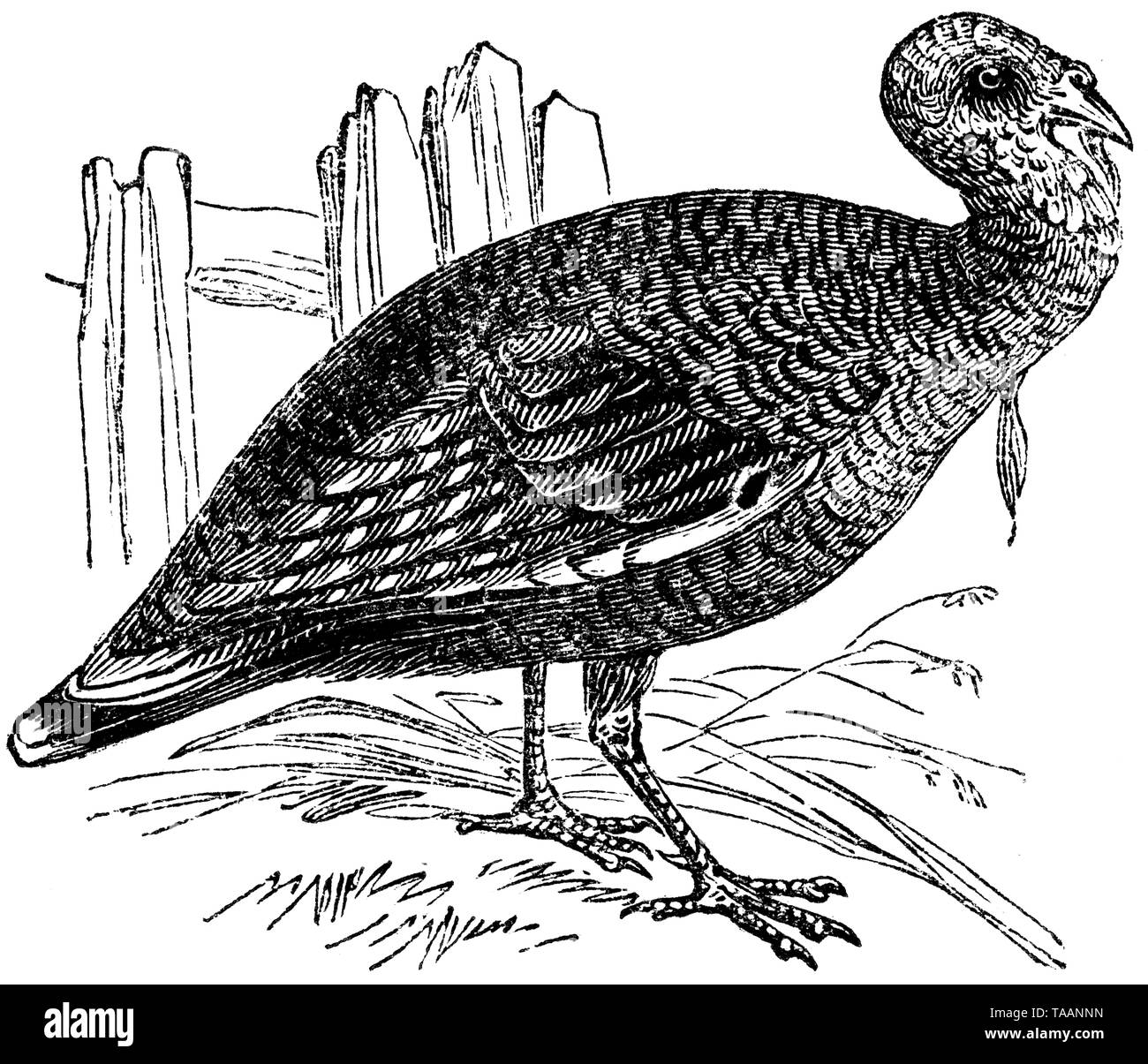 Wood cut engraved illustration, taken from 'The Treasury of Natural History' by Samuel Maunder, published 1848 Stock Photo