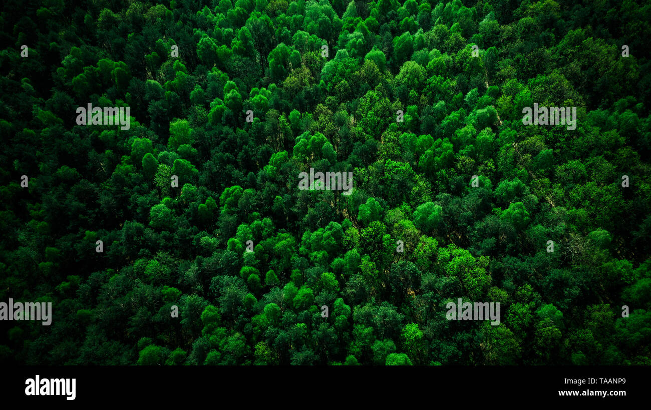 Top down view dense coniferous hi-res stock photography and images - Alamy
