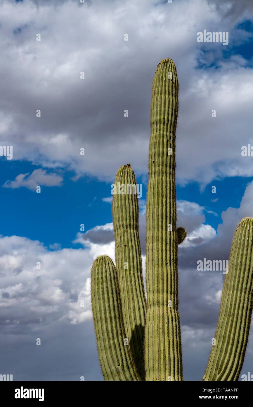 Saguaro Cactus Arms Shooting To The Sky in the desert of Arizona Stock  Photo - Alamy