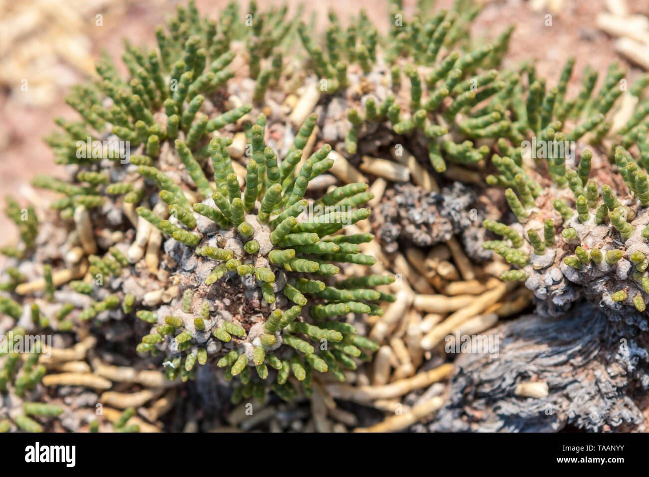 Resistant vegetation on desert like soils at Skazka Canyon, Kyrgyzstan, Central Asia Stock Photo