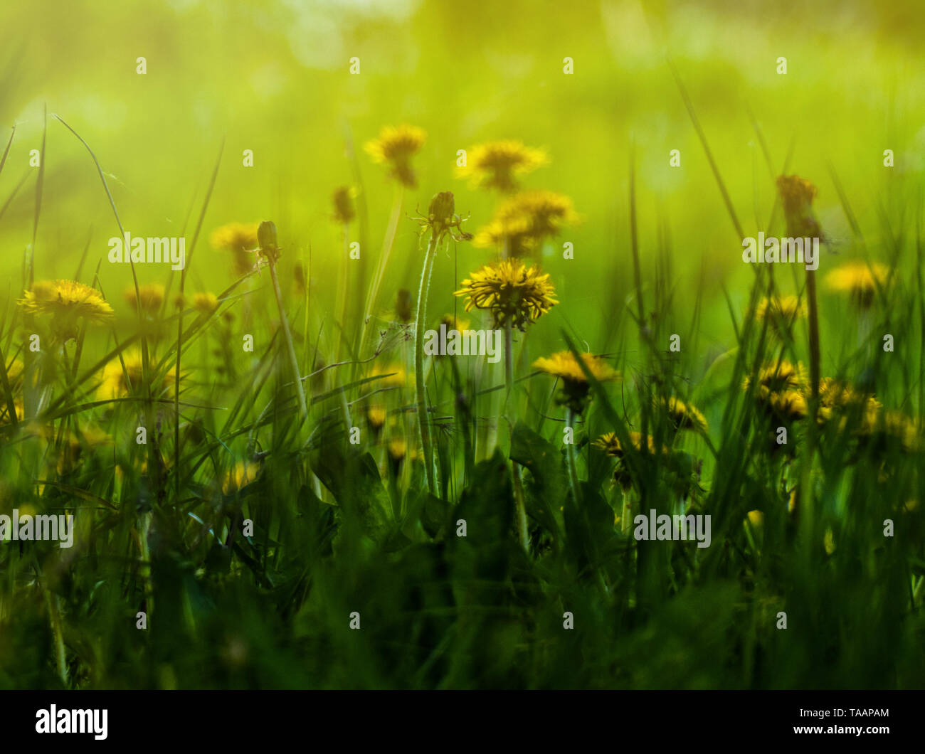 Dandelions are blooming in the yellow rays of the spring sun Stock Photo