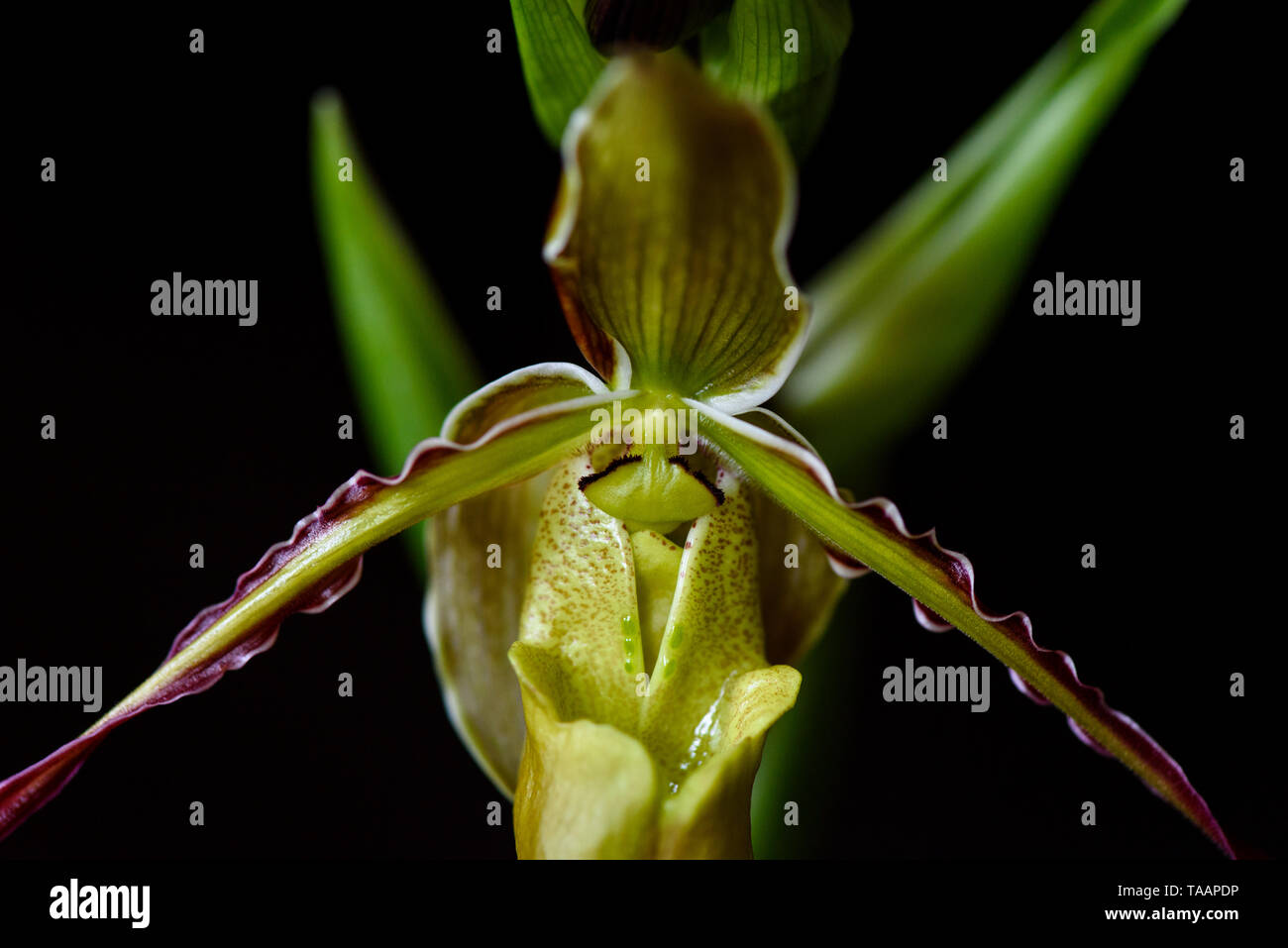 Close up of Phragmipedium longifolium, Rare Orchid Stock Photo