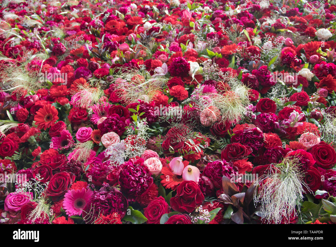 Amazingly beautiful wall made of 1000 flowers Stock Photo