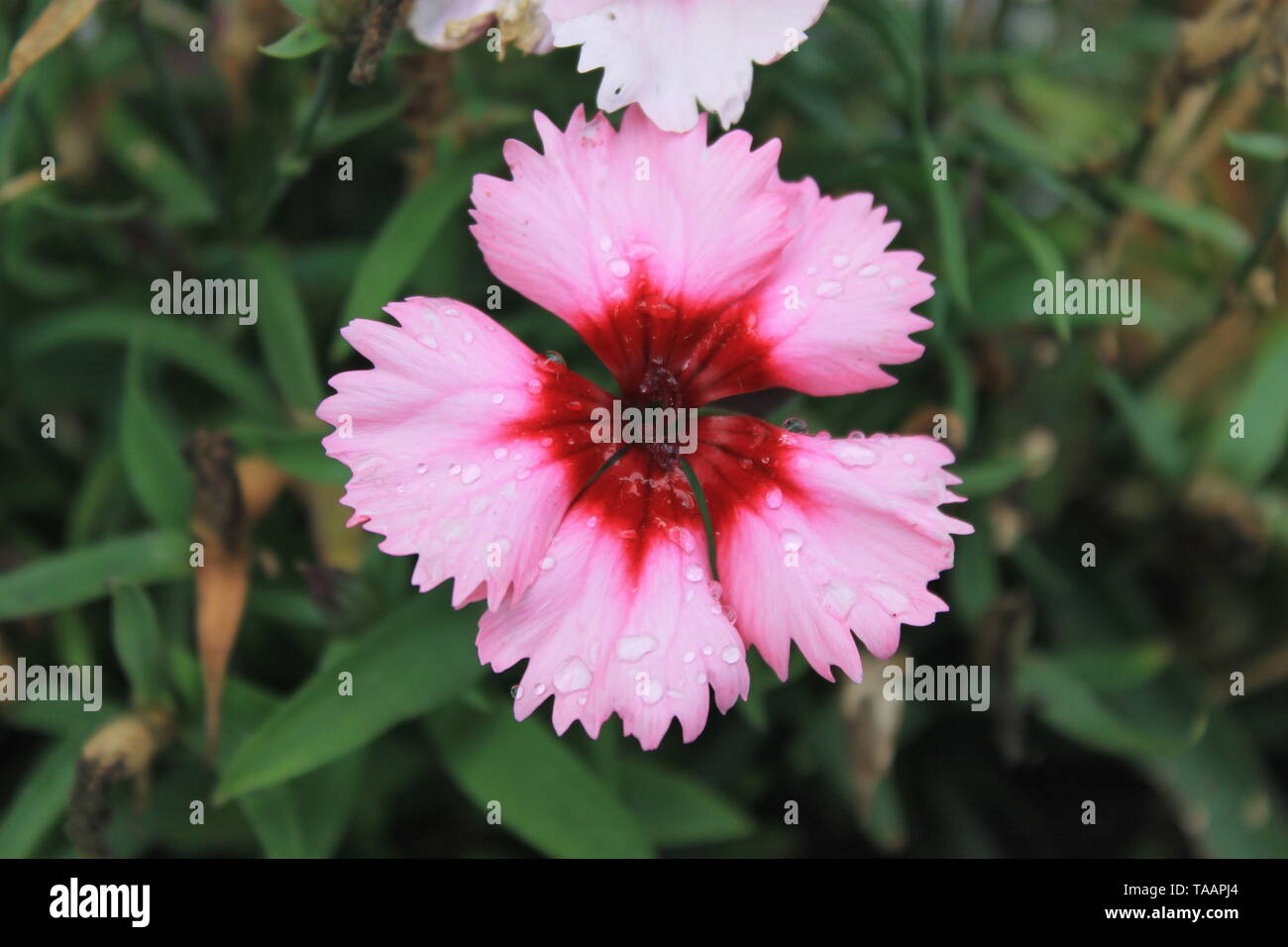 Pink and Red Flower Stock Photo Alamy