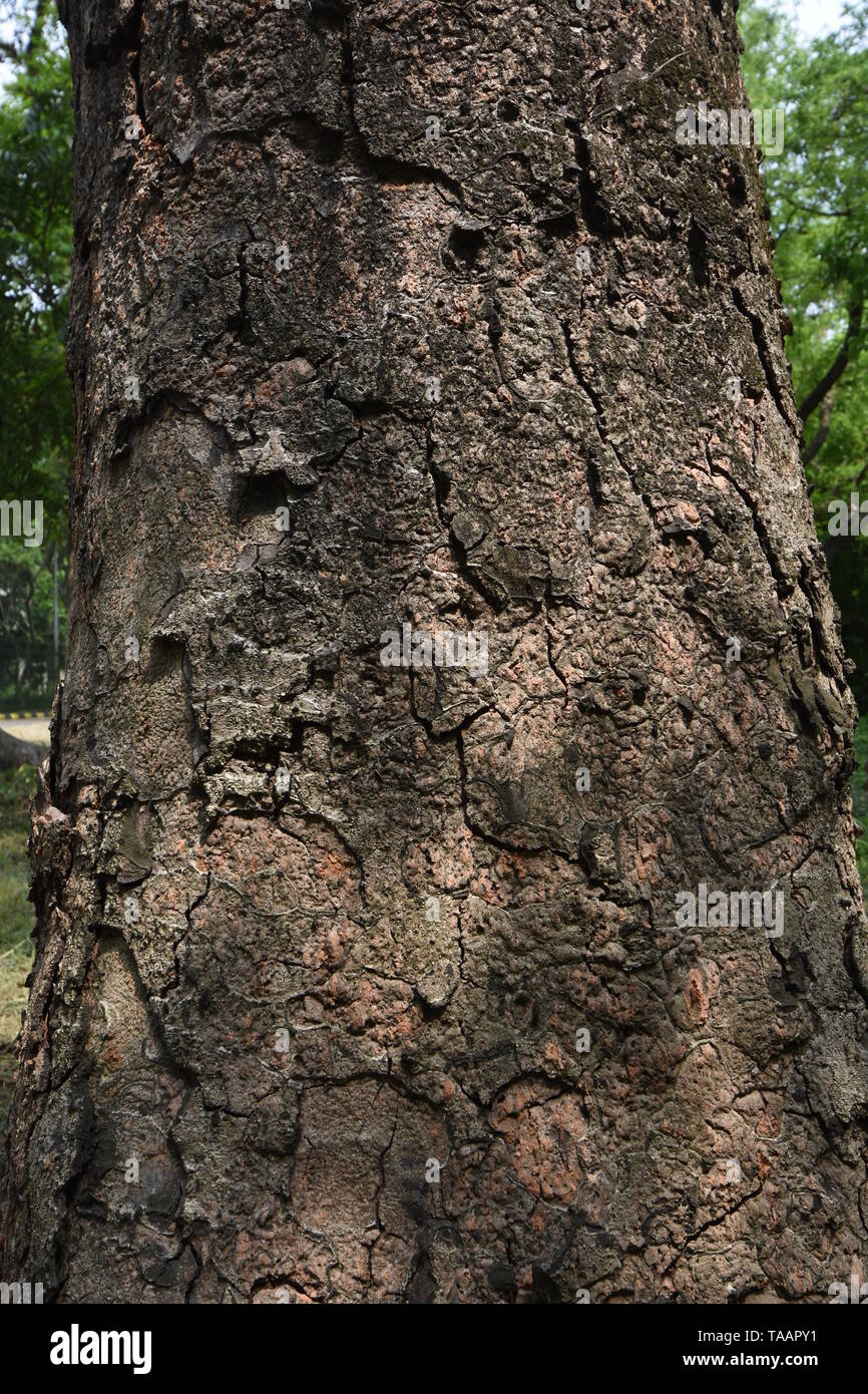 Albizia lebbeck benth tropics or Siris bark at the AJC Bose Indian Botanic Garden, Howrah, Kolkata, India. Stock Photo