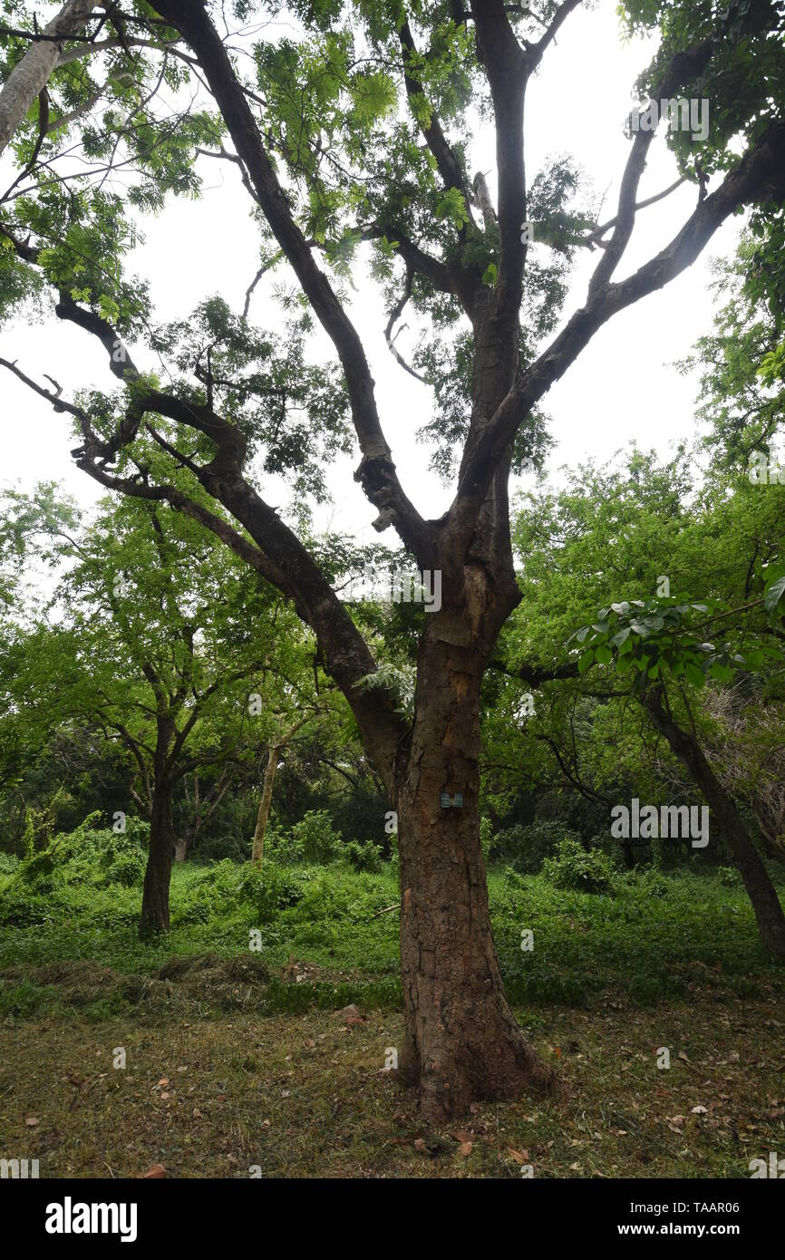 Albizia lebbeck benth tropics or Siris at the AJC Bose Indian Botanic Garden, Howrah, Kolkata, India. Stock Photo