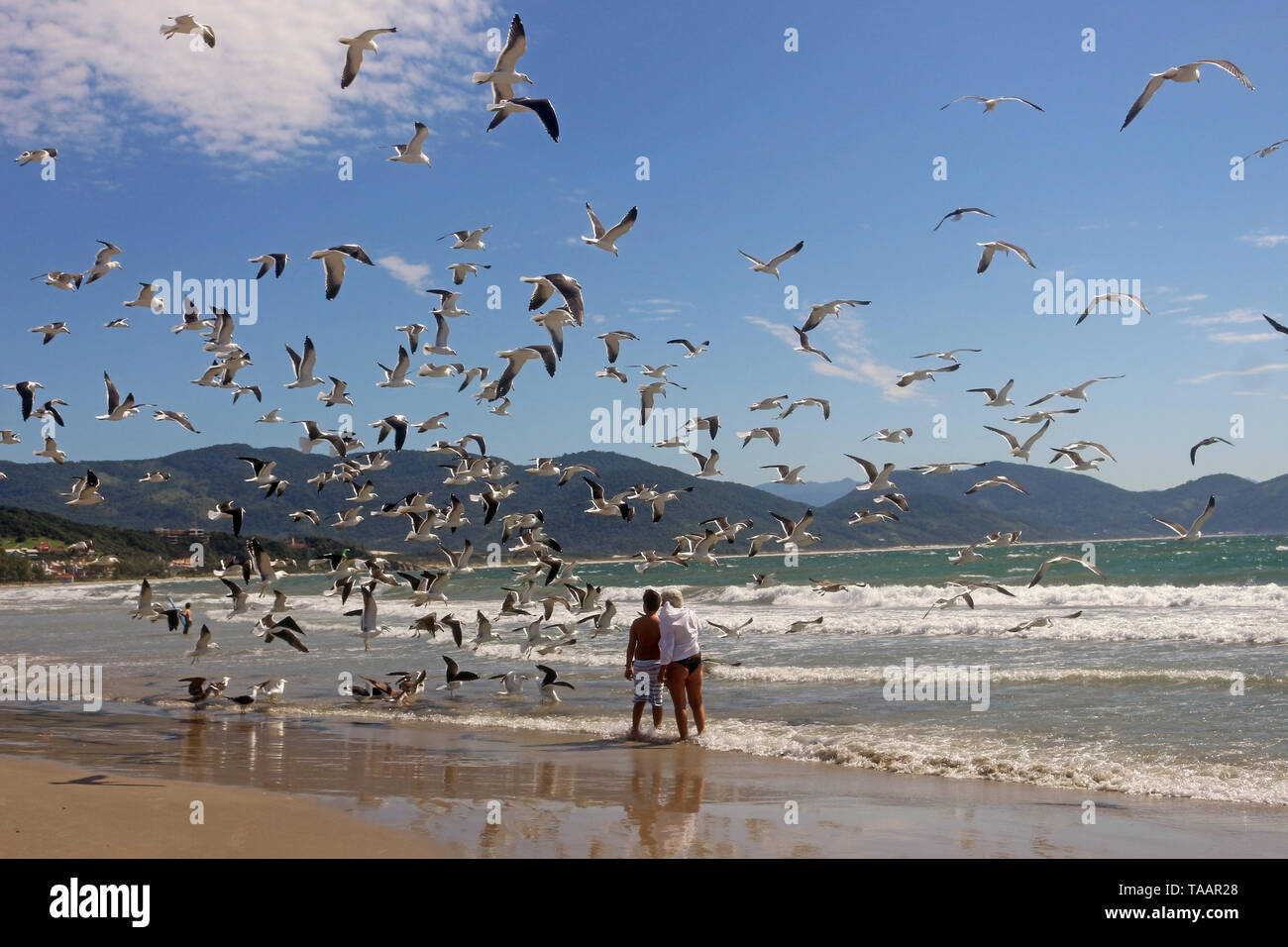 The seaside, surrounded by a flock of seagulls, the celebration of natural life. Stock Photo