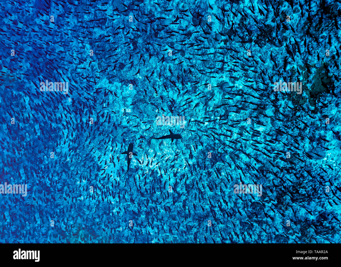 Sharks going into school in Tuamotus Islands of French Polynesia. Two sharks at the bottom in the middle of large school of fish seen from above. Stock Photo