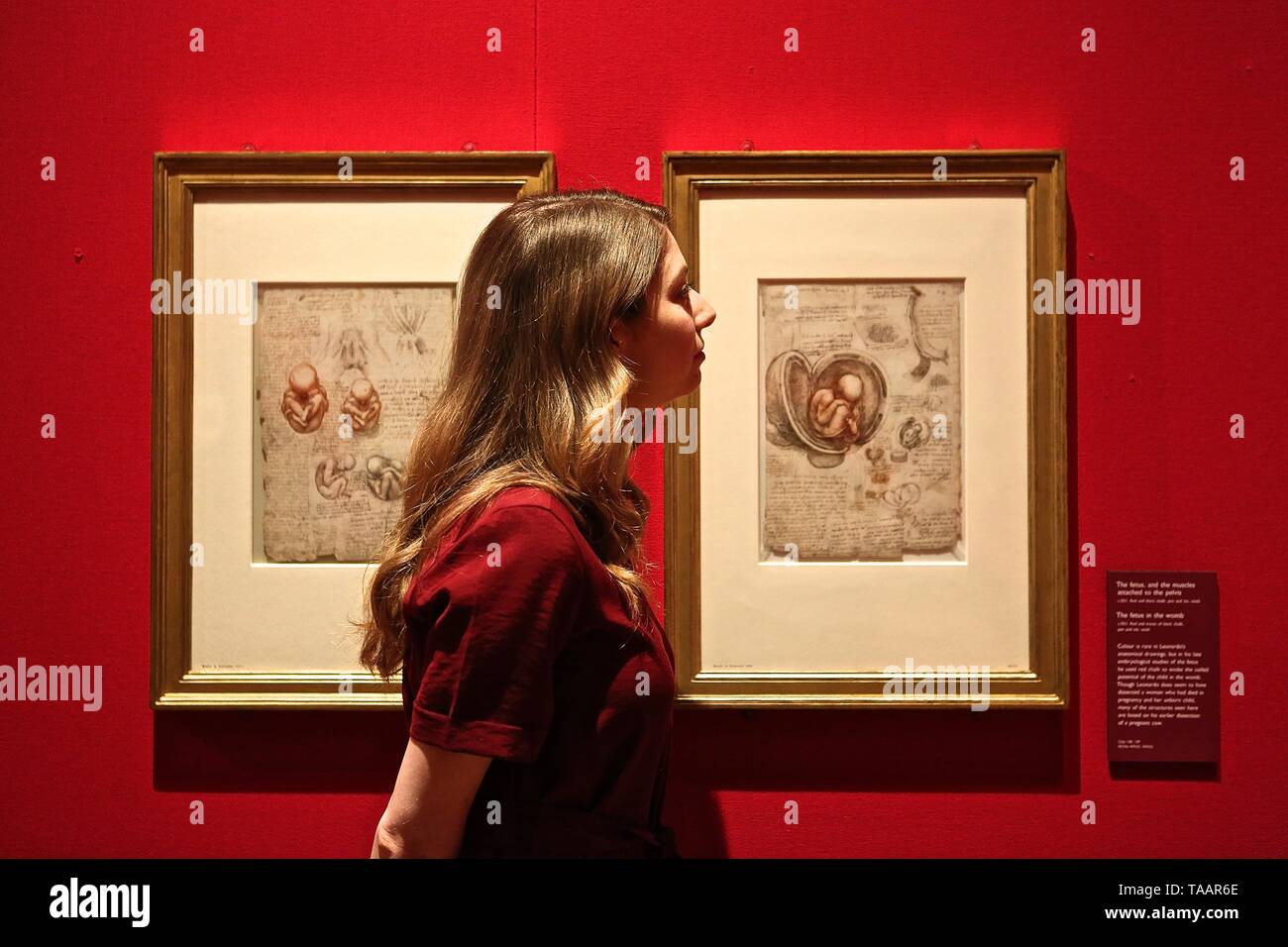 LEONARDO DA VINCI A LIFE IN DRAWING THE QUEENS GALLERY BUCKINGHAM