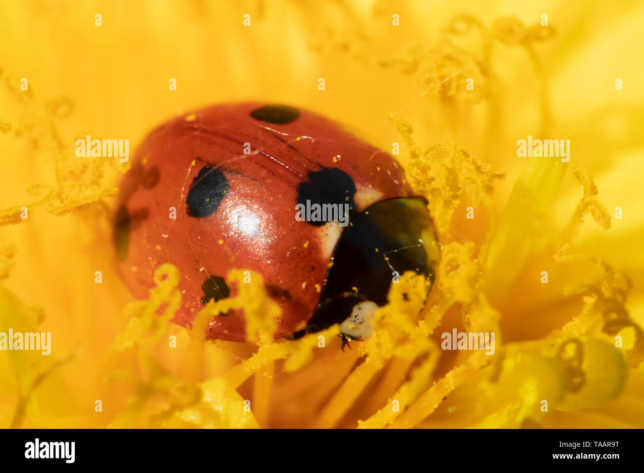 Red ladybug on dandelion flower macro close-up Stock Photo