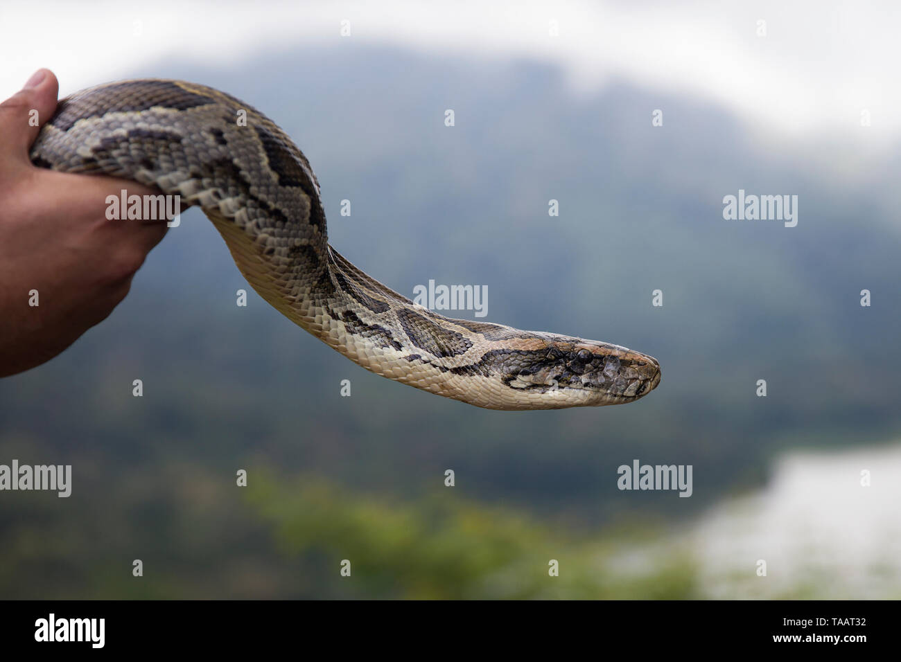 Bali the python hi-res stock photography and images - Alamy
