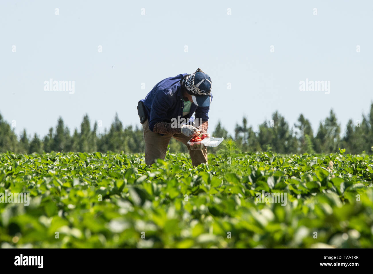 United farm workers mexican hires stock photography and images Alamy