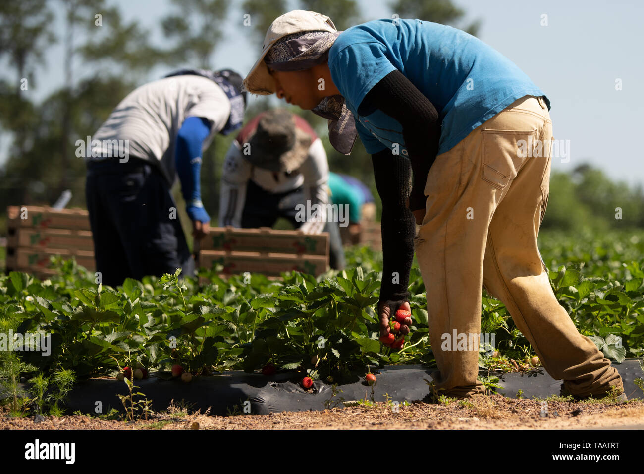 United farm workers mexican hires stock photography and images Alamy