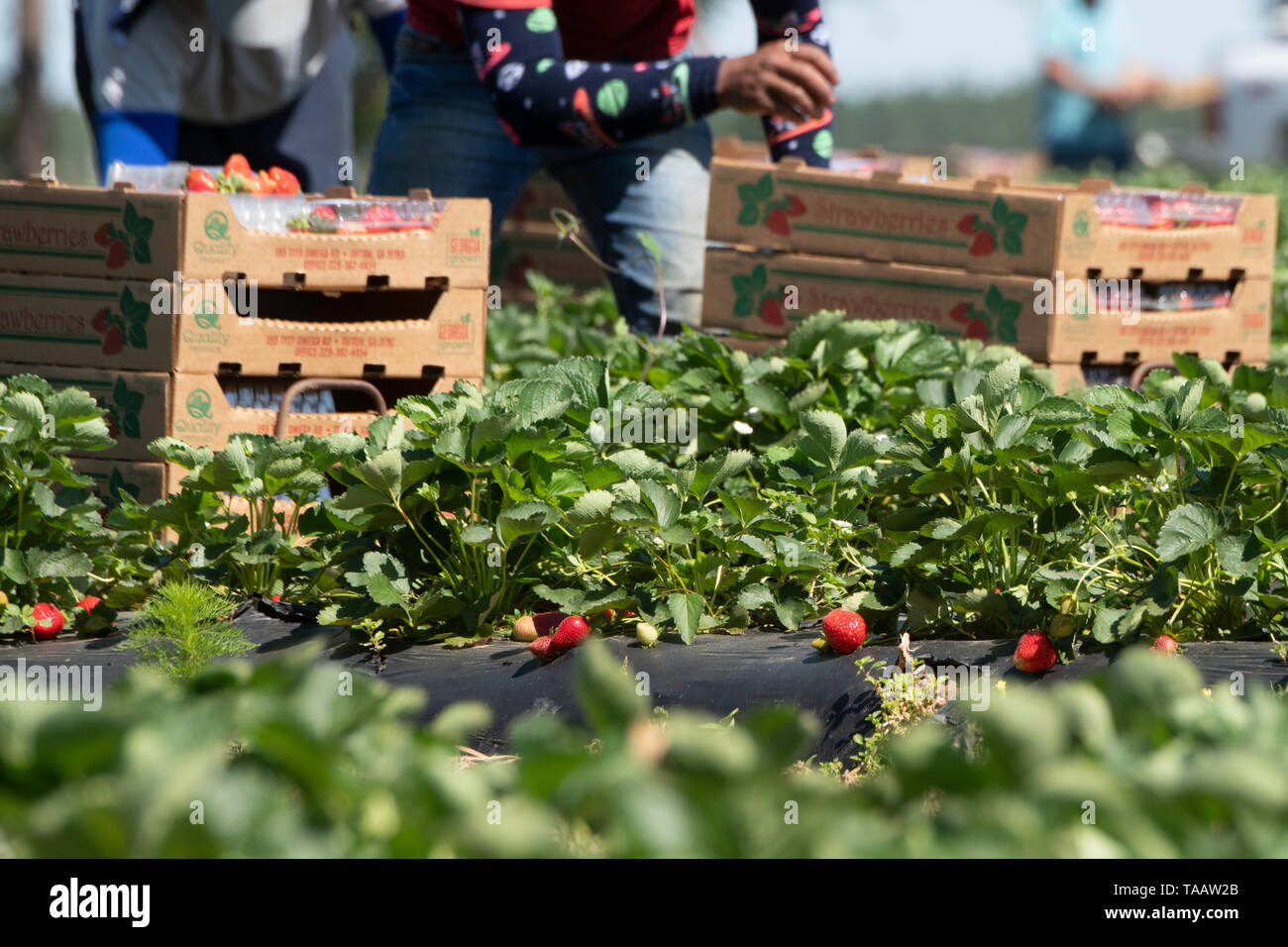 United farm workers mexican hires stock photography and images Alamy