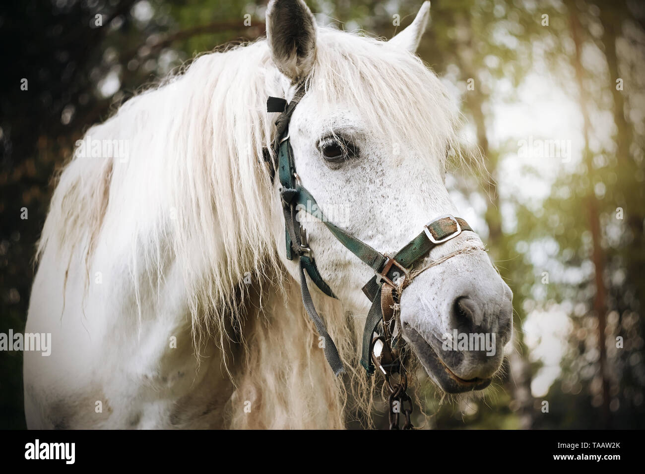 Portrait Of A Beautiful White Horse With A Long Mane Standing