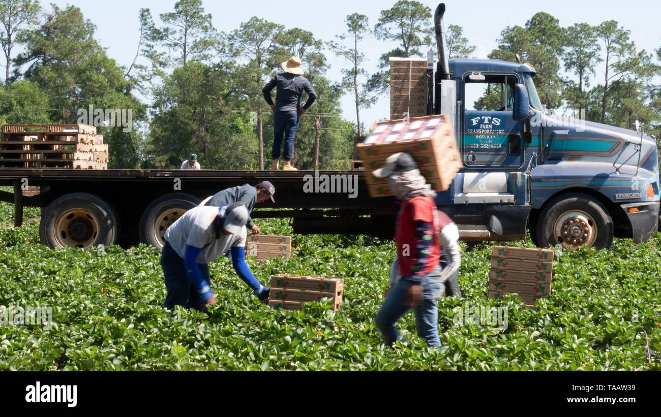 United farm workers mexican hires stock photography and images Alamy