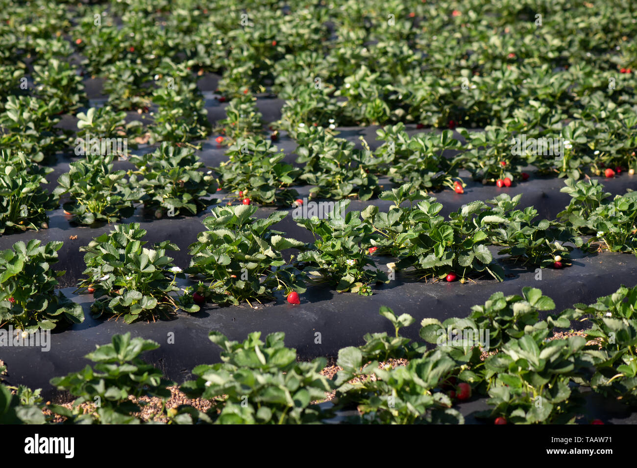 Farm fresh strawberries at Lewis Taylor Farms await harvest May 7, 2019
