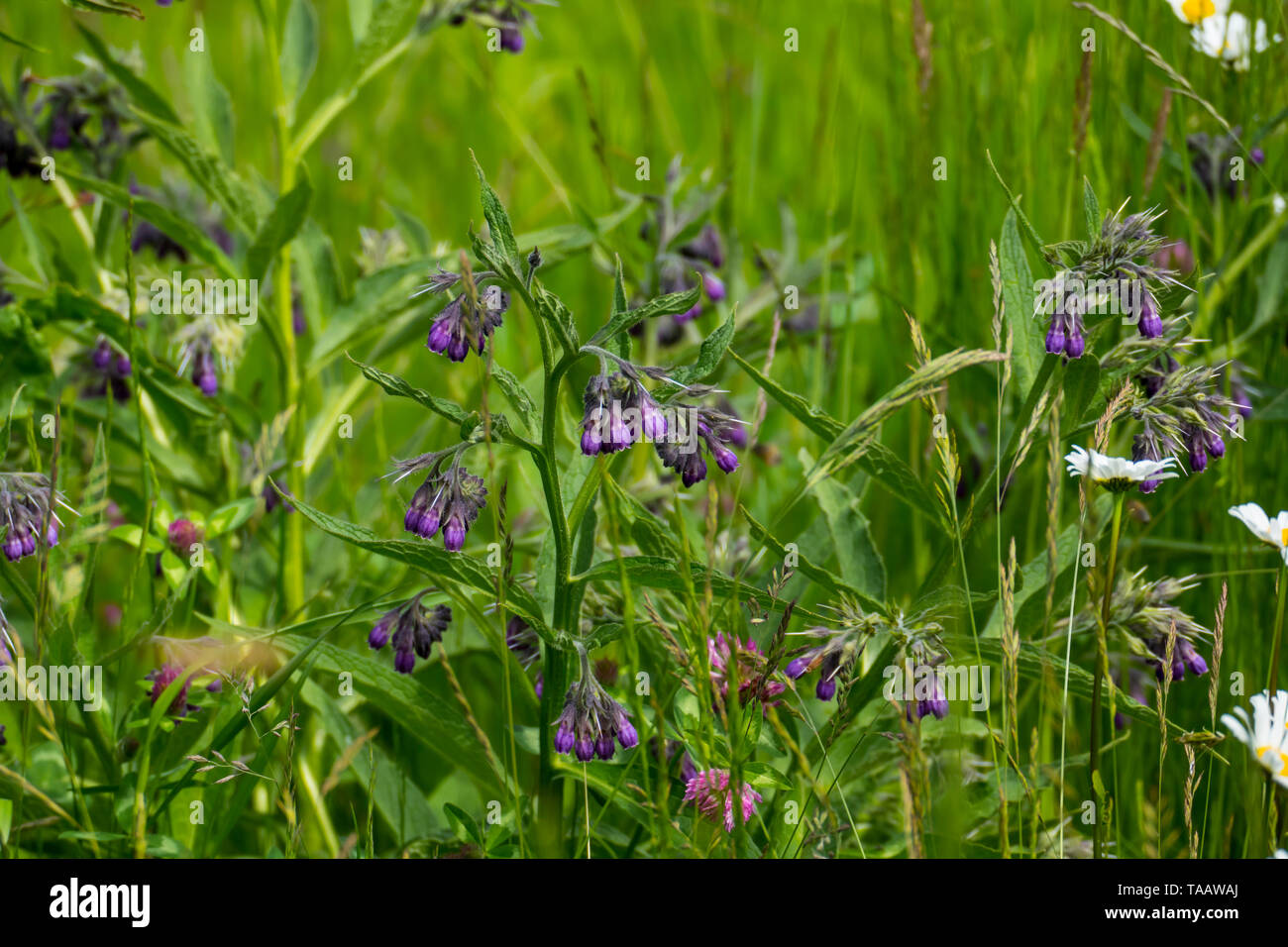 Beinwell Pflanze, mit lila, violett farbener Blüte, und grünen Blättern, auf der Wiese Stock Photo