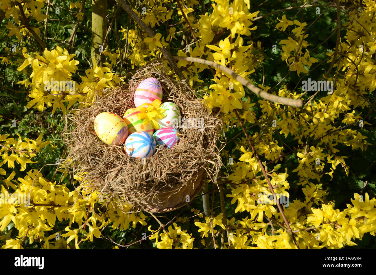 Nest with painted easter eggs surrounded with forsythia Stock Photo