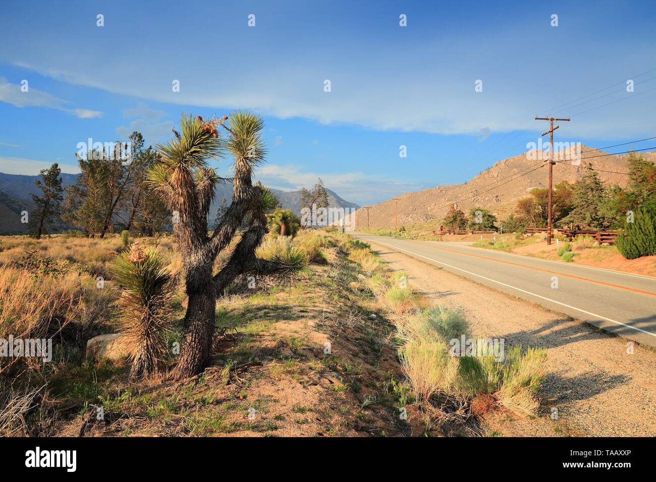 California landscape with joshua trees. Kern County road. Stock Photo