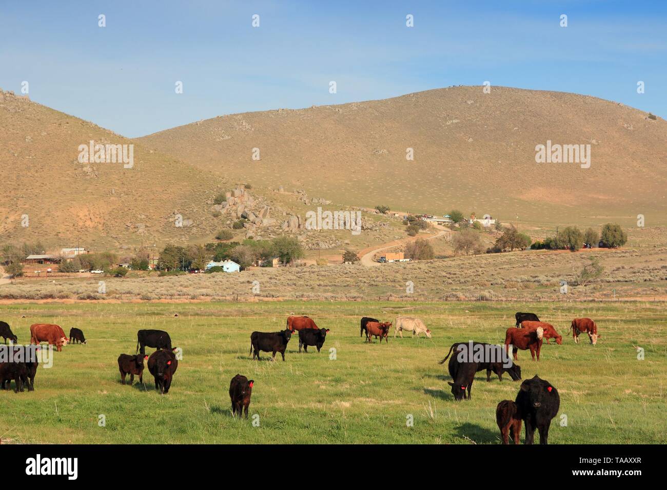 California mountains cows hi-res stock photography and images - Alamy