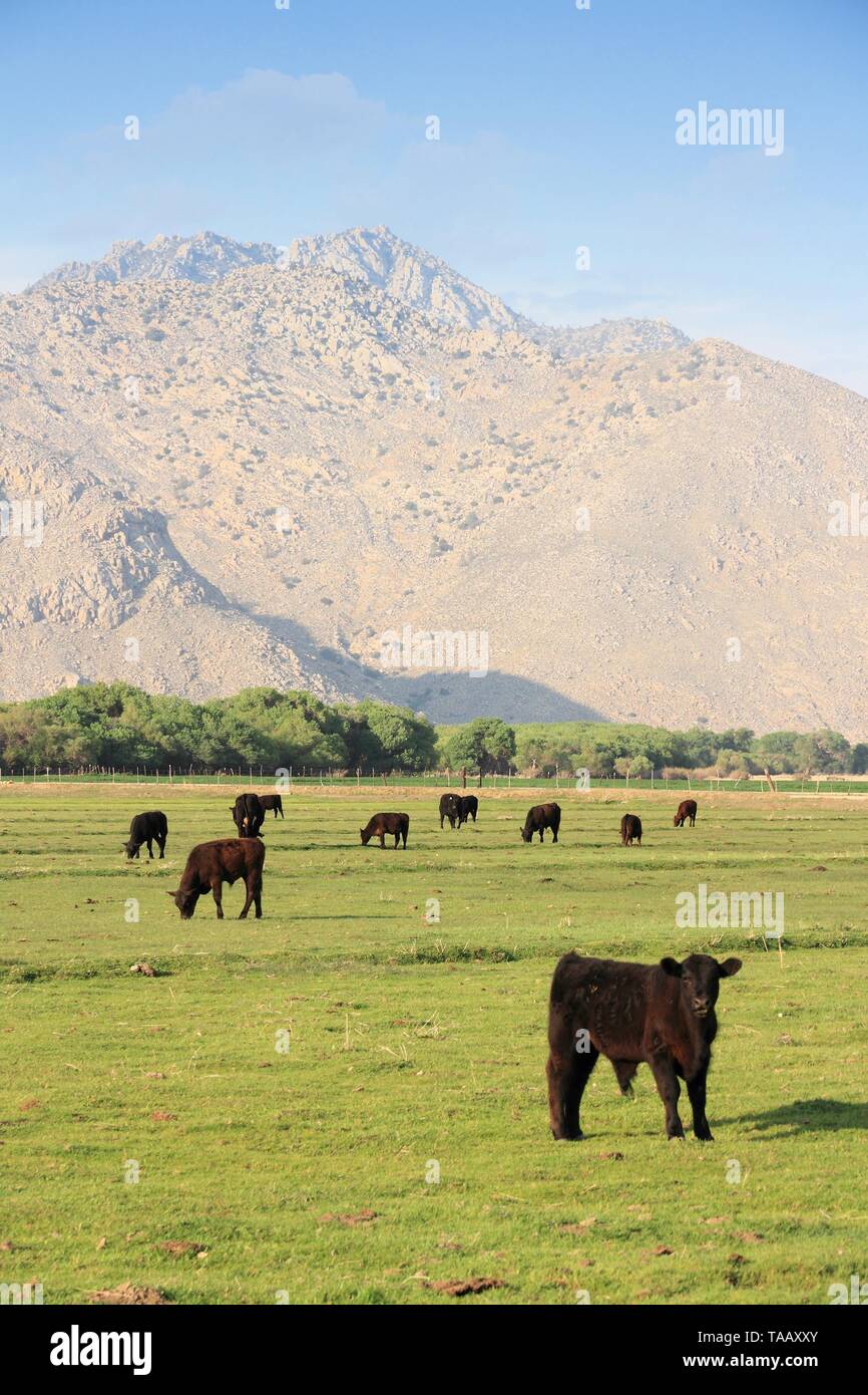 California, United States - cattle ranch with Scodie Mountains in the ...
