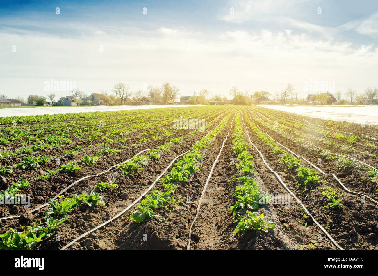Young potatoes growing in the field are connected to drip irrigation.  Agriculture landscape. Rural plantations. Farmland Farming. Selective focus  Stock Photo - Alamy