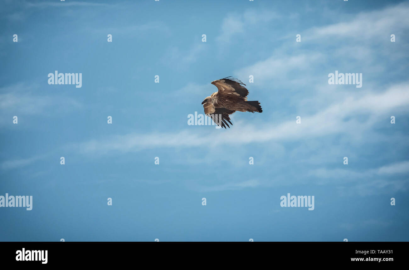 Large bird Griffon vulture flying high in the sky Stock Photo Alamy