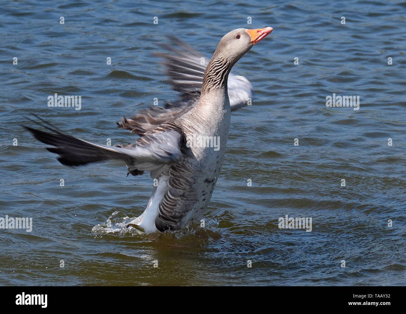 The greylag goose is a species of large goose in the waterfowl family Anatidae and the type species of the genus Anser. Stock Photo