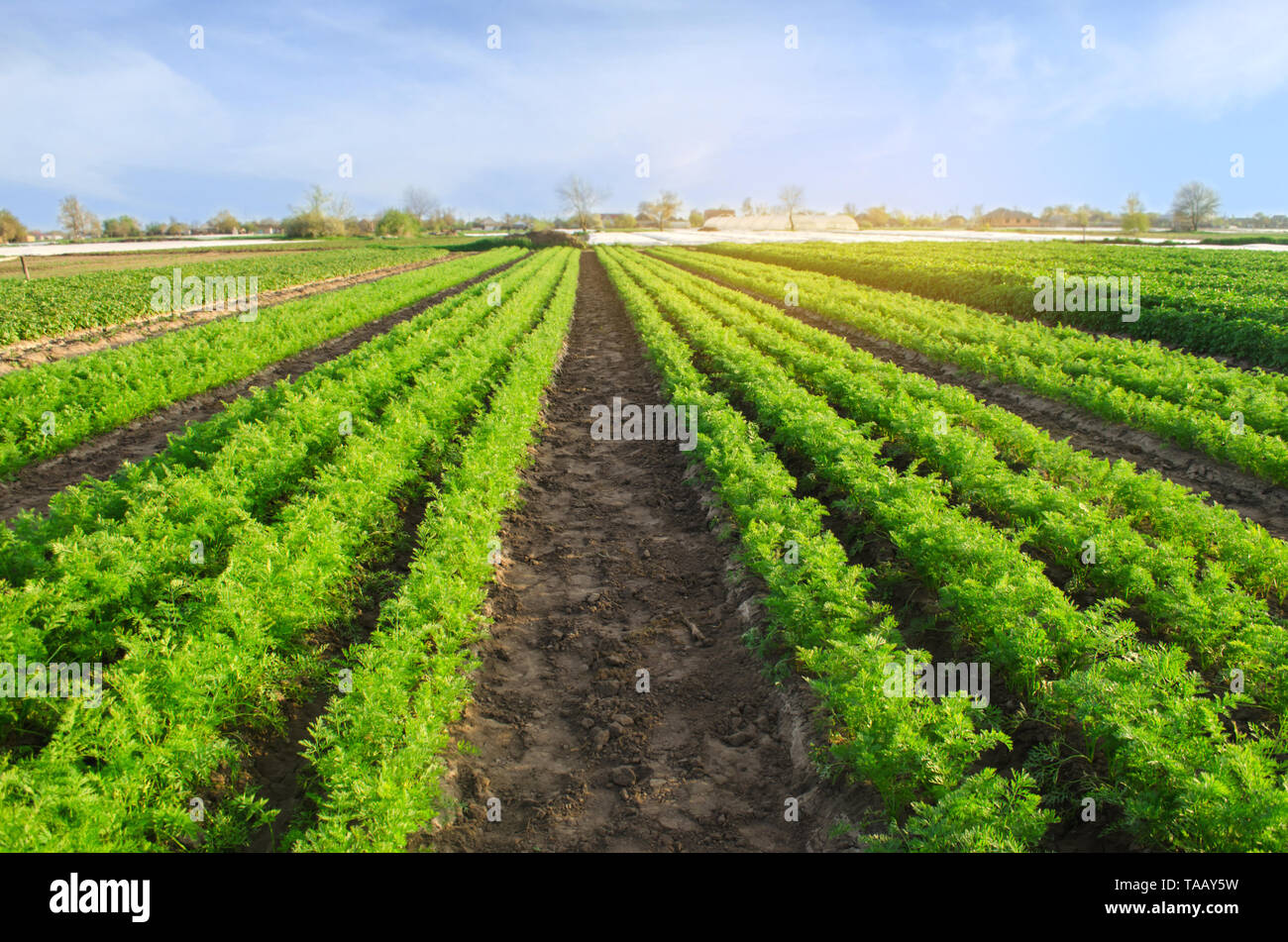 Carrot plantations grow in the field. Vegetable rows. Growing
